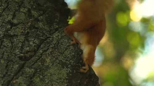 Little Curious Squirrel Looking for Food Jumping on Trees, Wild Nature, Closeup