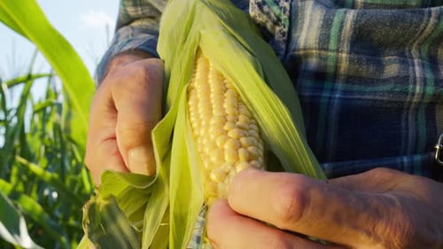 Farmer Inspects Corn in Field during the Day