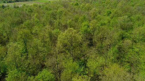 Aerial View Of Forest