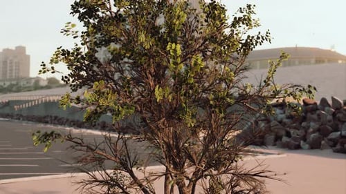Empty Beach Car Park Spaces Covered in Asphalt