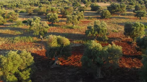 Bird's Eye View of Majestic Trees Planted Apart in the Forest on a Sunny Day