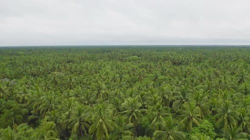 Aerial top view of grass and crops field with green Mountain hill in agriculture concept.