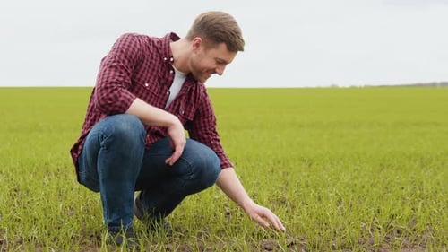 Man Farmer Working in the Field Inspects the Crop Wheat Germ Natural a Farming