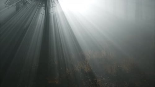 Coniferous Forest Backlit By the Fising Sun on a Misty