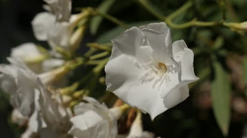 Hidden Nerium oleander flower 4K 2160p 30fps UltraHD footage - White petals of dogbane family plant