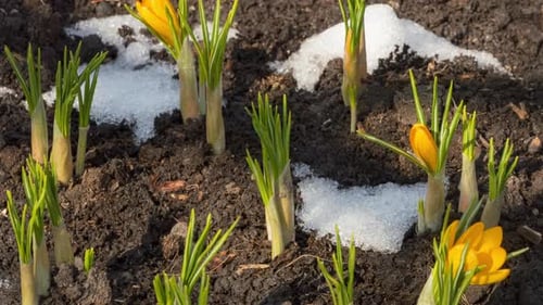 Timelapse Spring Melting Snow