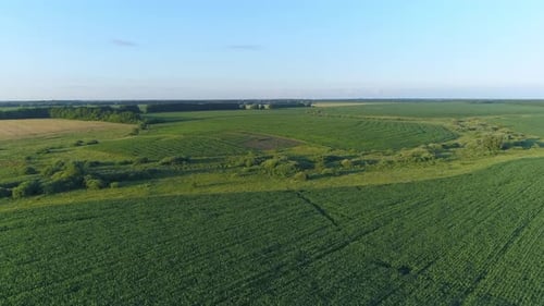 Aerial View Over a Green Corn Field Drone Flies Over Agricultural Corn Field