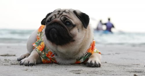 Happy dog pug breed wearing Aloha shirts sitting on beach