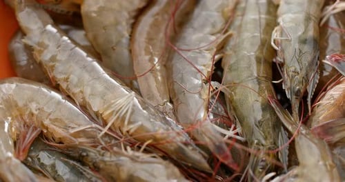 Camarones crudos frescos
