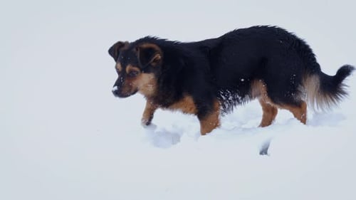 Dog Sniffing Around in Snowy Winter Environment