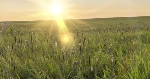 Hill Meadow Timelapse at the Summer or Autumn Time. Wild Endless Nature and Rural Field. Sun Rays