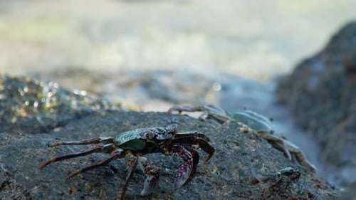 Krabben auf dem Felsen am Strand