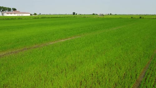 Rice Paddies Agriculture Field