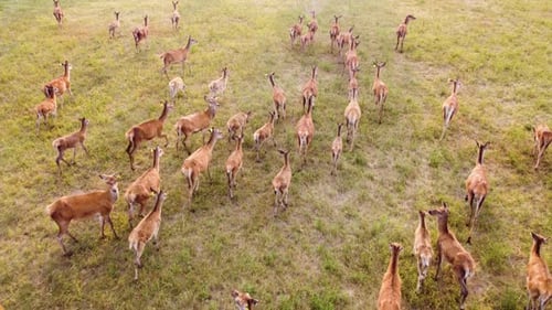 Herd of Deer Grazing on Grassy Field