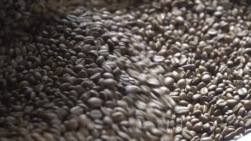 Coffee Beans Rotating in Roasting Machine