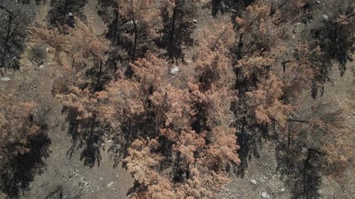 Pine Tree