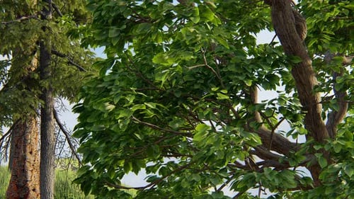 Tree In The Garden