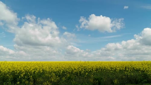 Rapeseed Blooming Plants Against Beautiful Sky