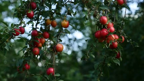 Prunus salicina, prune commune sauvage et fraîche sur branche d'arbre, vidéo UltraHD 4K 2160p 30fps - Prun