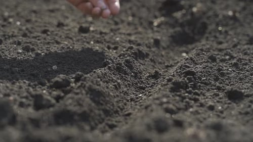 Hand Planting Seeds in Dark Soil