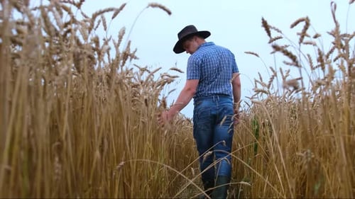 Man Walks Through Golden Wheat Field
