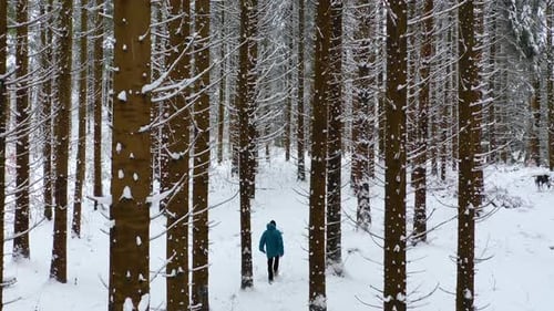 Man with blue jacket in the winter mountain forest among the huge pine trees