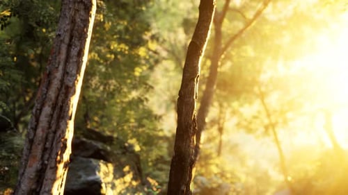 Rayons de soleil éclatants dans une forêt brumeuse
