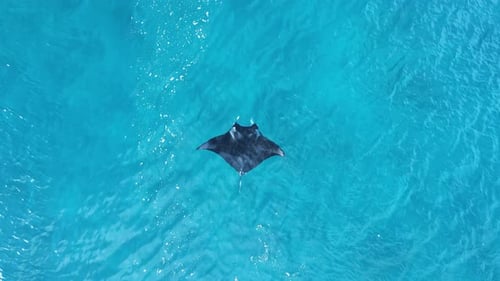 High drone view of a large Manta Ray as it surface feeds in tropical waters