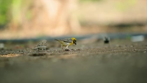 Zeitlupenvideo eines indischen Rollervogels, der vom Ast fliegt und mit bunten Flügeln flattert