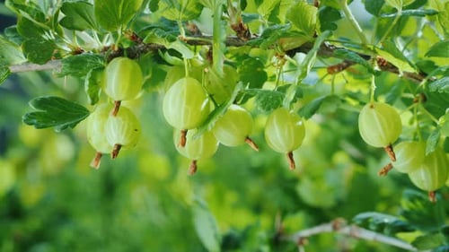 Branch with Juicy Green Berries of Gooseberries. Vitamins and Healthy Fruits