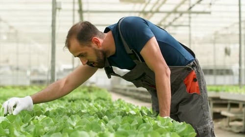 Agronomist Worker Inspecting Organic Green Salad in Greenhouse