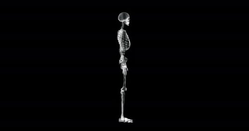 3D Human Skeleton Wireframe Hologram Rotation for Medical Science