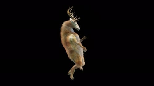 3D Animated Deer Dancing on Hind Legs