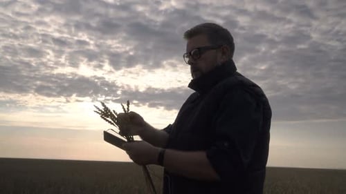 Farmer Works with a Computer Tablet in a Wheat Field at Sunset