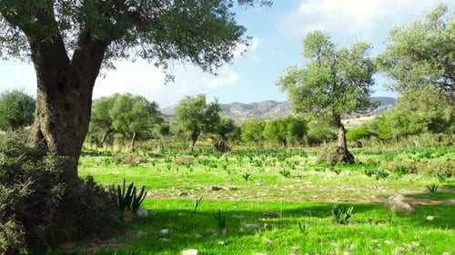 Mediterrane Landschaft mit großen Olivenbäumen und grünem Gras in der Sommersaison Luftaufnahme von