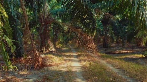 Dolly Through Tropical Palm Tree Plantation