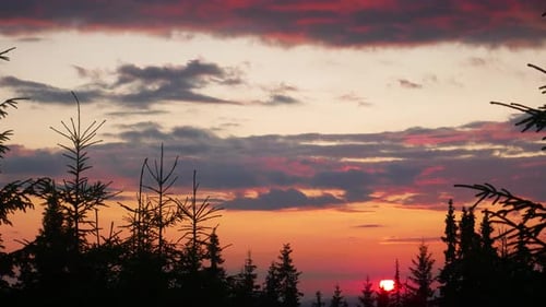 Sunset Pine Forest on Mountain Scenery