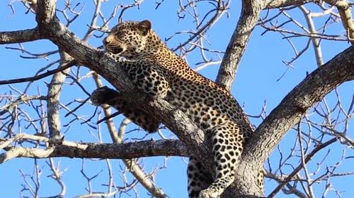 Leopard Resting in Tree Licking Paw
