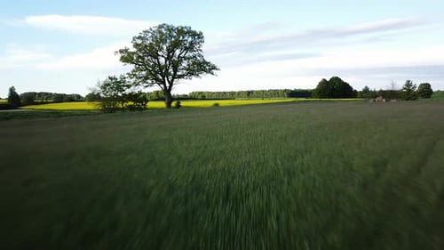Aerial flight over blooming rapeseed (Brassica Napus) field, flying over yellow canola flowers, gree