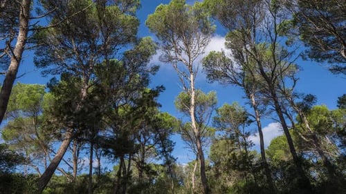 Pinien, Wald, Mallorca, Natur, Umwelt