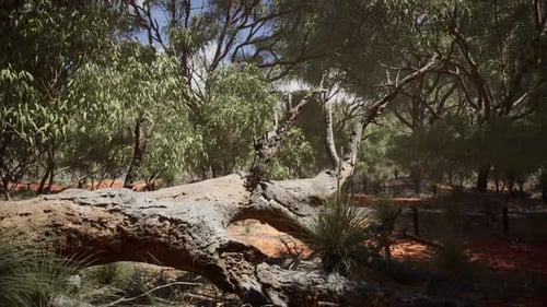 Serene Australian Bush with Fallen Tree Slow Pan