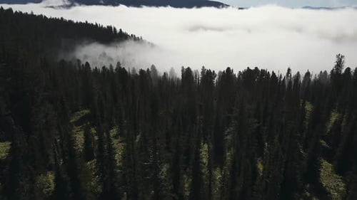 Aerial View of a Beautiful Summer Coniferous Forest Shrouded in Mist at Dawn