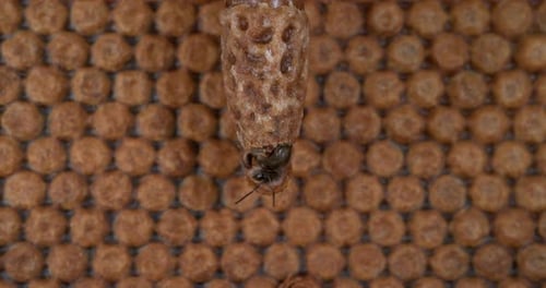|European Honey Bee, apis mellifera, Emergence of a Queen, Bee Hive in Normandy, Real Time 4K