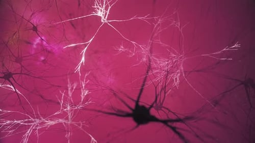 Animation of the Activity of Neurons and Synapses