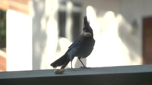 Gray Bird Carries Peanut Away from Railing