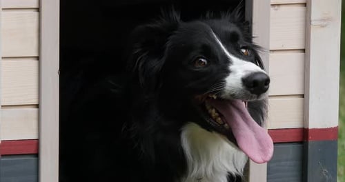 Border Collie Hund in seiner Hundehütte, männlich, Picardie in Frankreich, Echtzeit 4K