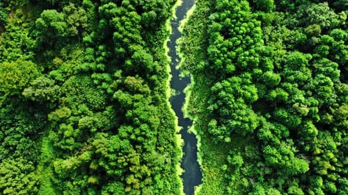 Stunning river and green algae in summer.