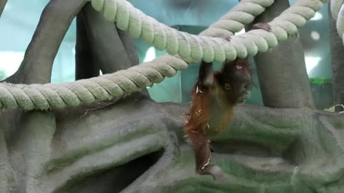 Baby Orangutan Climbing on Ropes in Enclosure