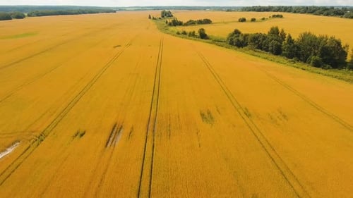 Aerial View of Golden Wheat Field