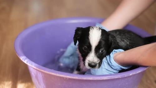 Puppy Being Washed in Tub